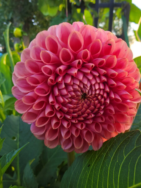 Pink Dahlia Flower Closeup