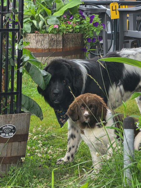 Two Dogs In Garden